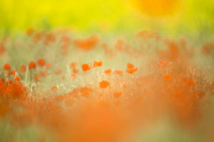 poppy field poppy field